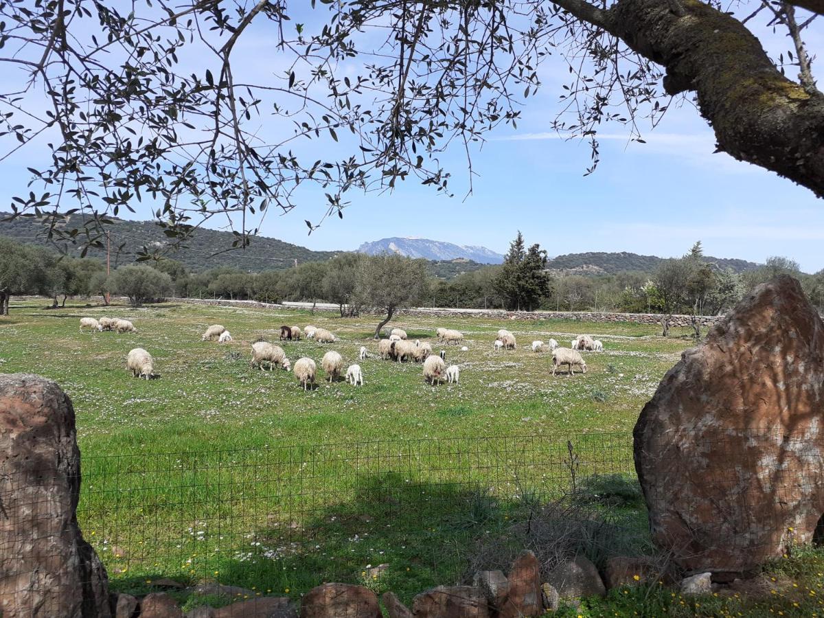 Agriturismo Pira Pinta Dorgali Exterior foto