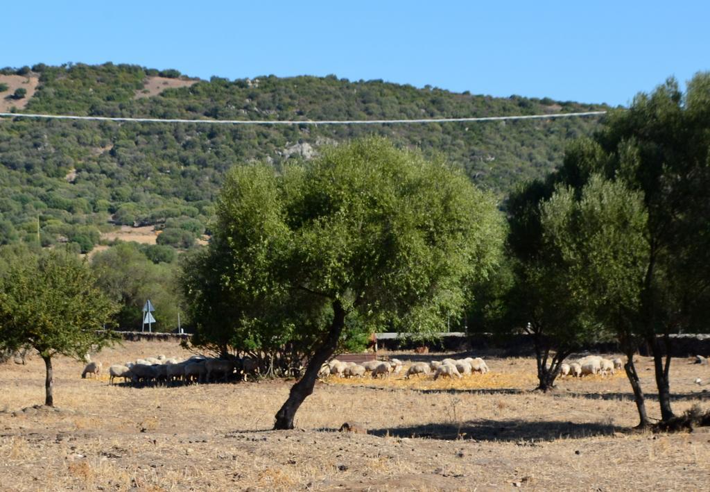 Agriturismo Pira Pinta Dorgali Zimmer foto